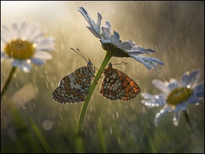 Deszcz, Motyle, Przeplatki, Margerytki