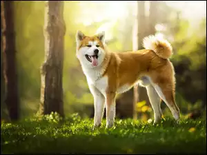 Pies rasy Akita inu w lesie