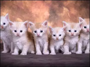 Sześć małych kotków
