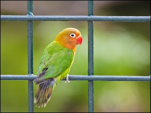 Ptak, Papuga