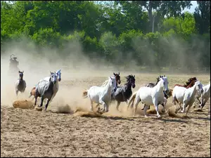 Galopujące konie