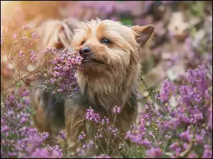 Yorkshire terrier z roślinami