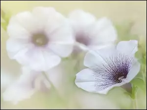 Rozmycie, Kwiaty, BiaĹo-fioletowa, Petunia