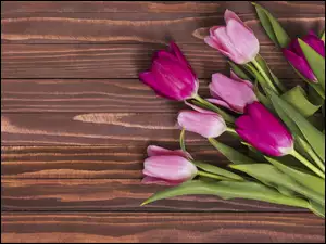Bukiet z siedmiu tulipanów
