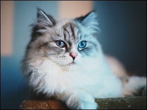 Oczy, Puszysty, Kot, Niebieskie
