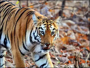 Tygrys obserwator