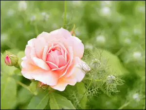 Pąk obok rozwiniętej różowej róży
