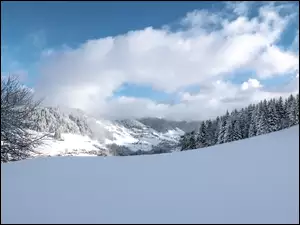 Górski las zimą