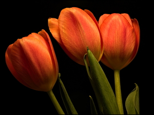 Trzy pomarańczowe tulipany na ciemnym tle