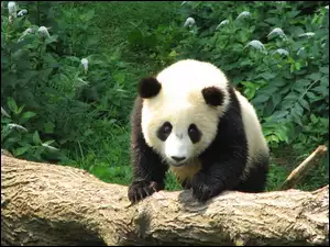 KĹoda, Panda