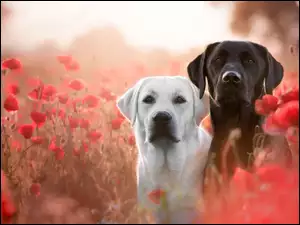 Labrador retriever czarny i biały