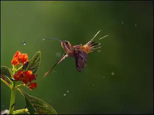 Kwiat, Koliber, Kropla, Wody