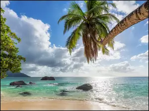 Pochylona palma na plaży na Seszelach