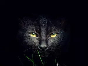 Kot z żółtymi oczami na czarnym tle
