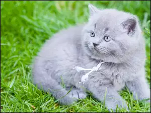 Mały kotek wśród trawy