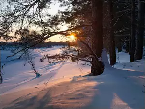 Poranek, Zima, Śnieg, Drzewa