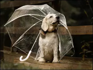 Pies pod parasolką
