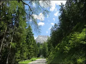 Las przy drodze na tle lodowca Dachstein w austriackich Alpach