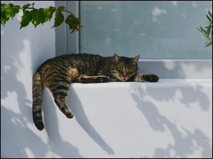 Kot śpiący na parapecie okna