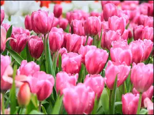 ZbliĹźenie, Kwiaty, RĂłĹźowe, Tulipany