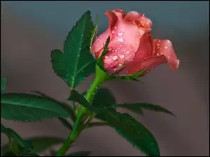 Krople, Kwiat, Róża