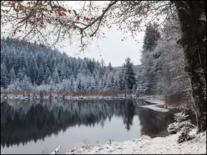 Drzewa, Jezioro, Las, Zima, Śnieg