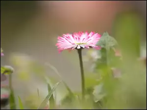 Kwiat, BiaĹo-rĂłĹźowa, Stokrotka