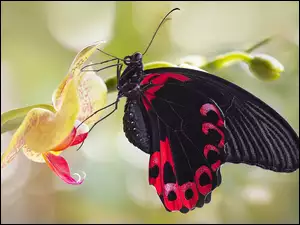 Czarny motyl na storczyku