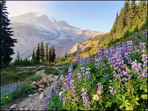 Park Narodowy Mount Rainier, Drzewa, Kamienie, Stan Waszyngton, Kwiaty, Góry, Stany Zjednoczone, Łubin