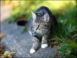 Bury kot na ścieżce