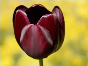 Bordowy tulipan z bliska na rozmytym tle