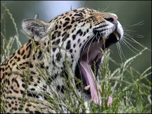 Ziewający jaguar w trawie