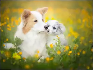 Psy border collie na wiosennej łące z kwiatami