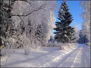 Oszronione drzewa przy zasypanej śniegiem leśnej drodze w słonecznym blasku