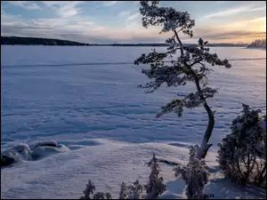 Sosna, ZachĂłd sĹoĹca, Drzewo, Zima, Jezioro