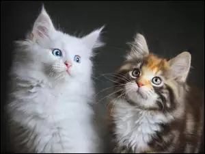 Biały i siwy kotek