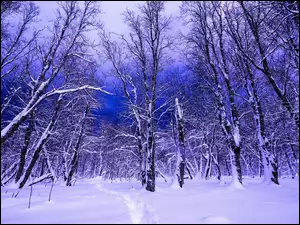 Las w śnieżnej szacie
