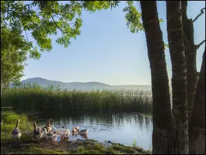 Kaczki i gęsi na brzegu jeziora