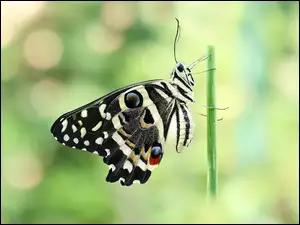 Czarny, Motyl, Papilio demodocus