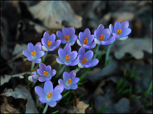 Kwiaty, Niebieskie, Krokusy