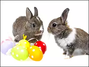Dwa króliki obo kolorowych pisanek