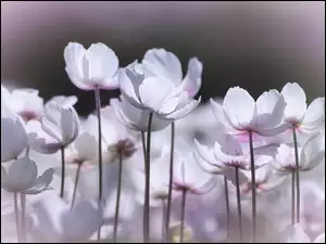 Rozświetlone białe zawilce wielkokwiatowe