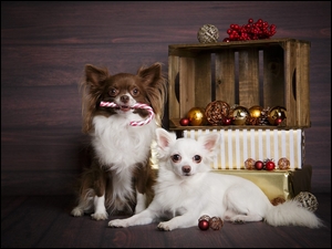 Słodkie pieski chihuahua pozują przy świątecznej dekoracji