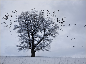 Fruwające ptaki wokół samotnego drzewa w zimowej scenerii