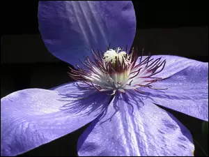 Clematis, Przyroda, Kwiaty