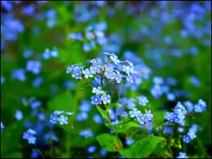 Brunera, Niebieskie, Kwiaty