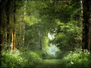 Zielone drzewa i krzewy przy leśnej drodze