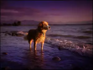 Pies, Morze