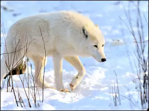 Zmarznięty wilk stoi na śniegu