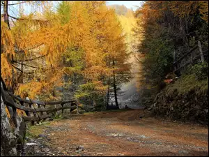 Ogrodzona droga wzdłuż jesiennych drzew